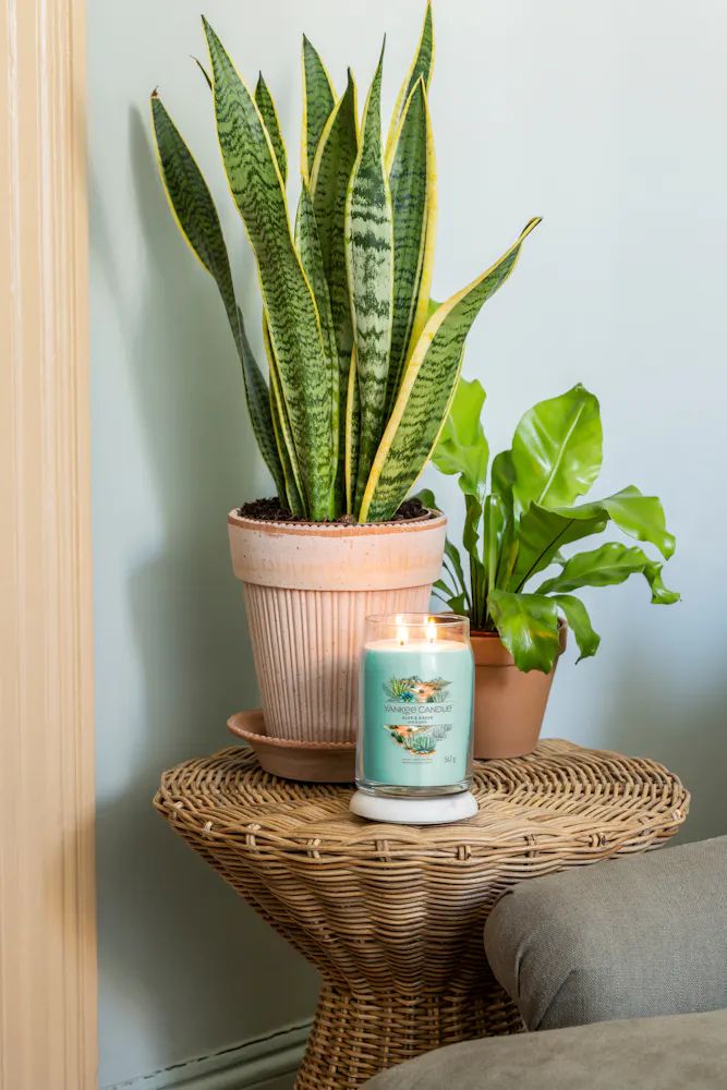 aloe vera gel rot geworden Aloe Vera Gel Aloe Vera Gel von Bionoble. Jislaine.de main image 0