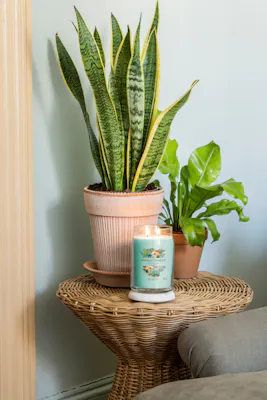 Aloe & Agave Candle