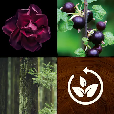 Black Currant & Rose Kerze