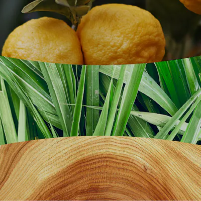Yuzu & Vetiver Candle