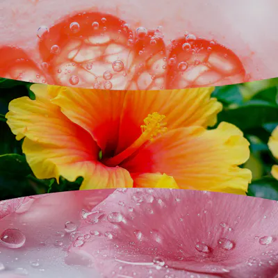 Lush Pomelo Kerze