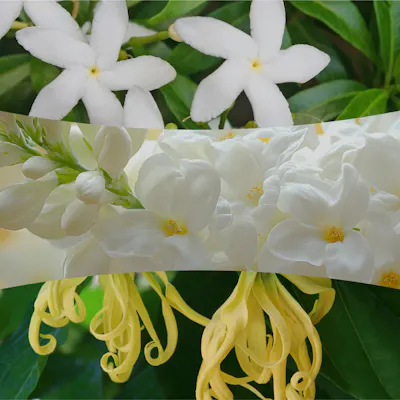 Solar Orchid Candle