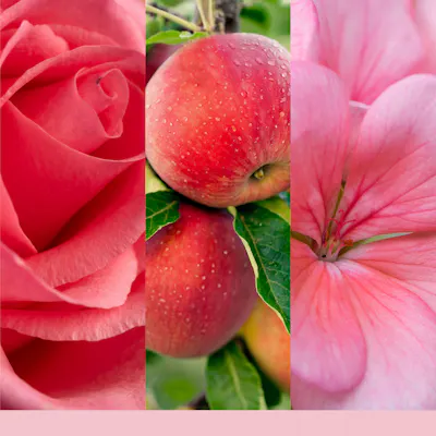 Fresh Cut Roses Candle
