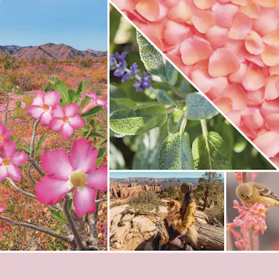 Desert Blooms Candle