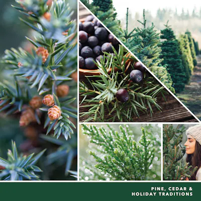photo collage with text that reads pine, cedar and holiday traditions